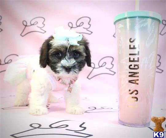 PuppyHeavenLV Picture 1